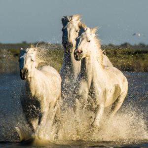 CHEVAUX EN CARMARGUE